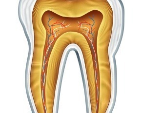 anatomy of teeth