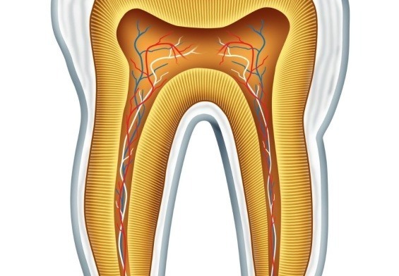 anatomy of teeth