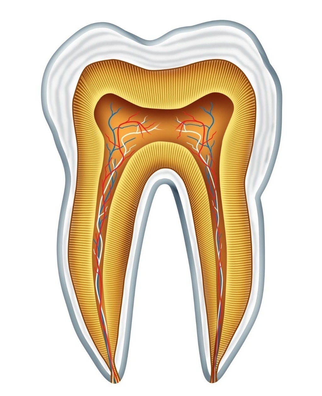 anatomy of teeth