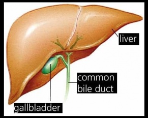 Gallbladder