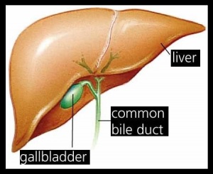 Gallbladder