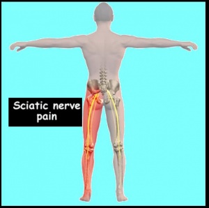 sciatic nerve