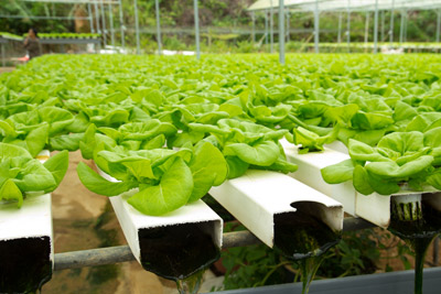 Hydroponics Gardening